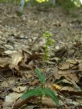 Epipactis pontica